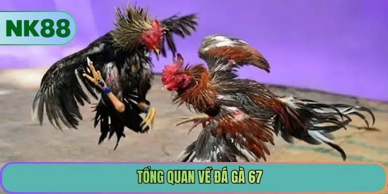 Tổng quan về đá gà 67